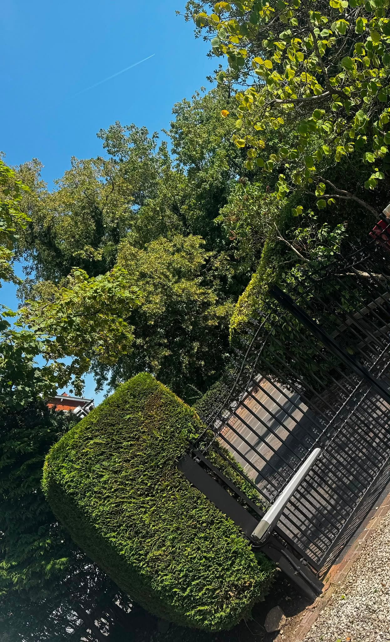 A neatly clipped conifer hedge beside a gated driveway on a bright day